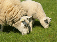 alimentation des moutons