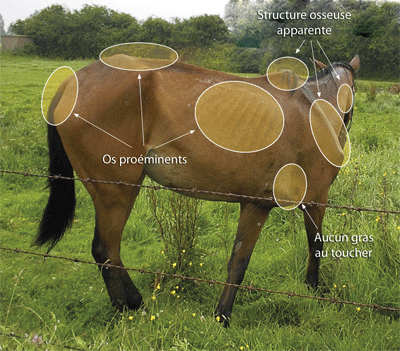 mesurer l'état de chair sur un cheval 2