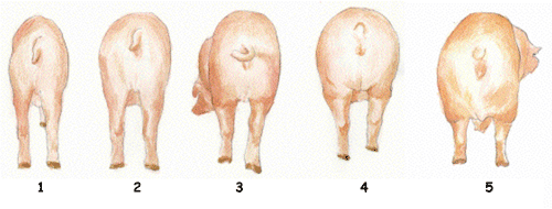 état d‘engraissement des truies