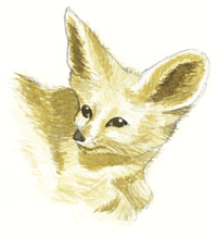 fennec du désert