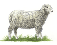mouton merinos de rambouillet