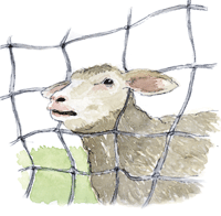 mouton tête coicée