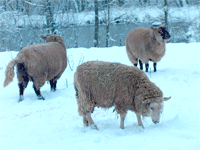 moutons neige