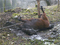 pas monter l'installation de clôture de cheval