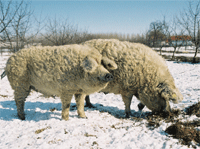 porc Mangalitza